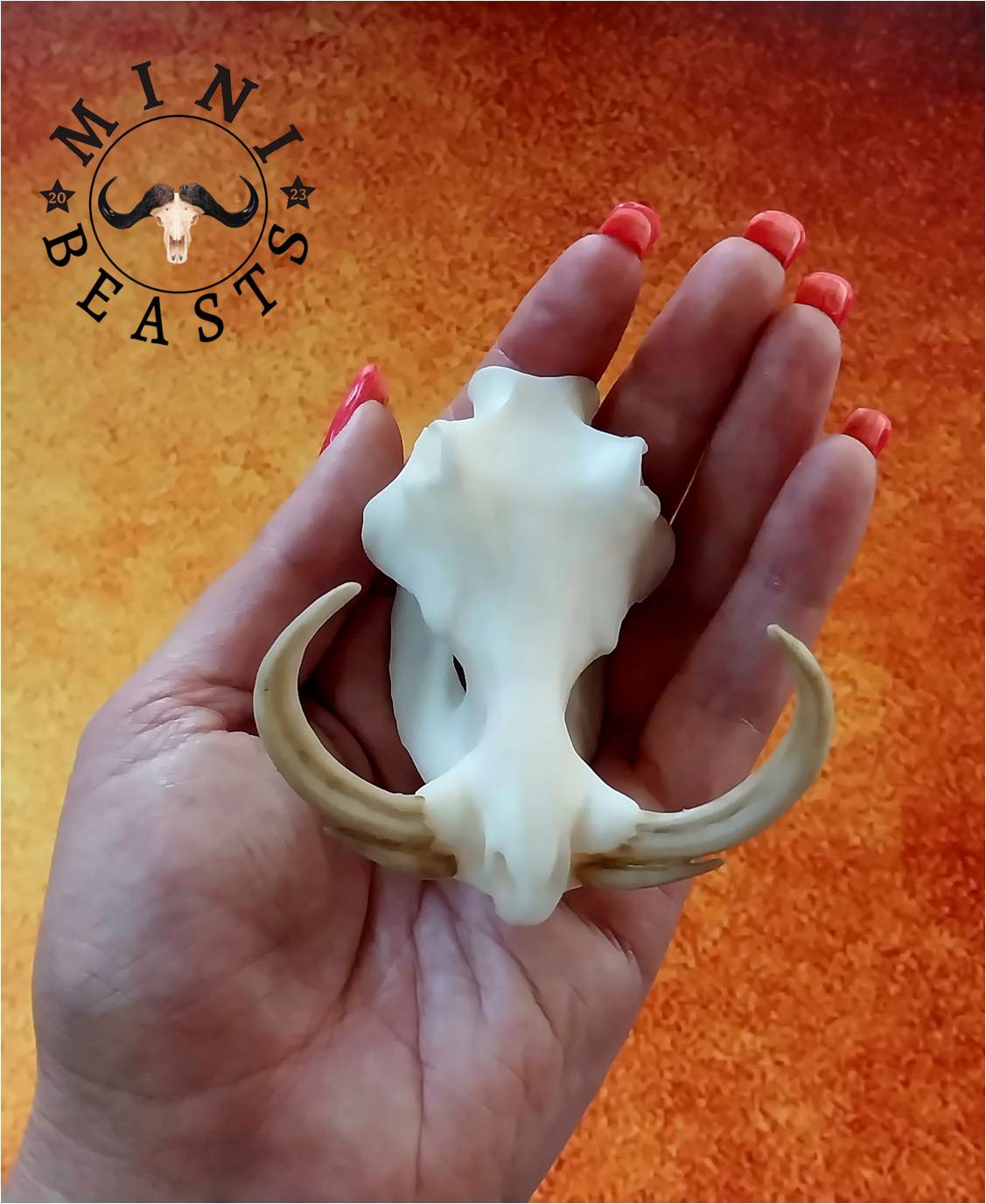 WhatsApp Image 2023-11-07 at 22.17.56